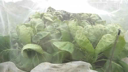 Photo of Vegetable mesh netting for insects (Alcester Lanes End B14) #1