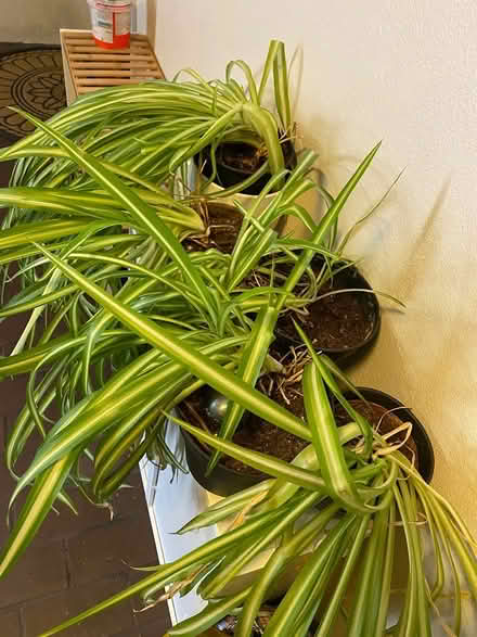 Photo of free Cushions (bow E3) #2