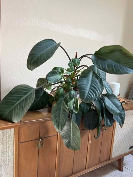 Photo of free Two plants in one (Dutch Ridge/Littleton) #1