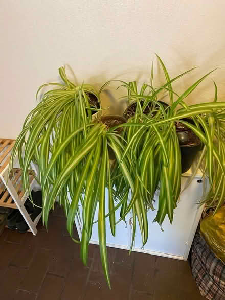 Photo of free Cushions (bow E3) #1