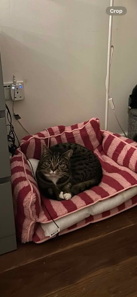 Photo of free Cat/Small Dog Bed (Muswell Hill - N10) #2