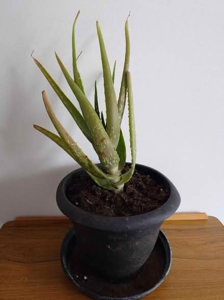 Photo of free Aloe Vera plant in pot (Seaford BN25) #1