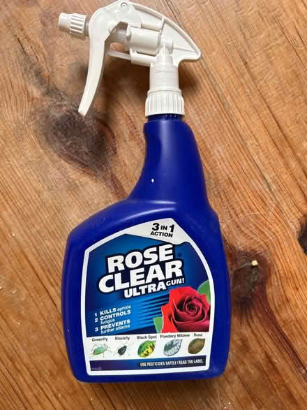 Photo of free Rose clear ultra (BN2, kemptown) #1