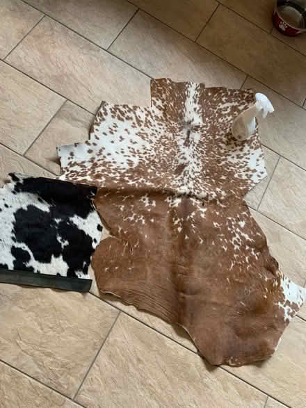 Photo of free Suede (hairy!) (Purbrook PO7) #1