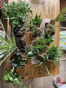 Photo of free House plants (Sweeny Mountain SY10) #1