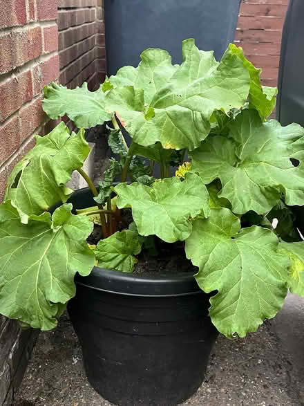 Photo of free Rhubarb plant (Waterlooville PO7) #1