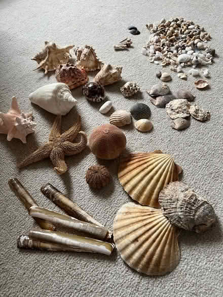 Photo of free Shell collection (Crooklands LA7) #3