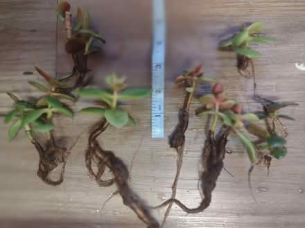 Photo of free Money plant cuttings (Corby NN18) #1