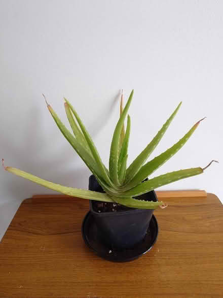 Photo of free Aloe Vera plant (Seaford BN25) #1