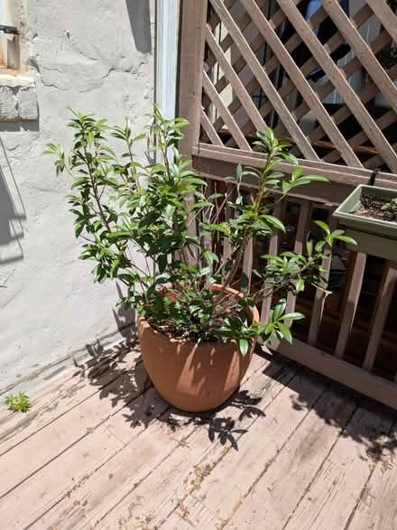 Photo of free Potted laurel (heavy) (Logan Circle) #1