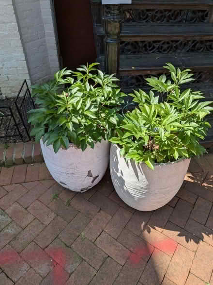 Photo of free Potted peonies (Logan Circle) #1