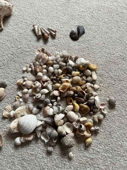 Photo of free Shell collection (Crooklands LA7) #2