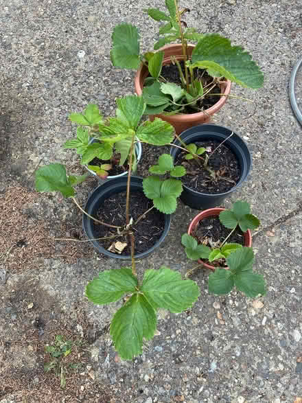 Photo of free Strawberry plants (Burnham on Crouch CM0) #1