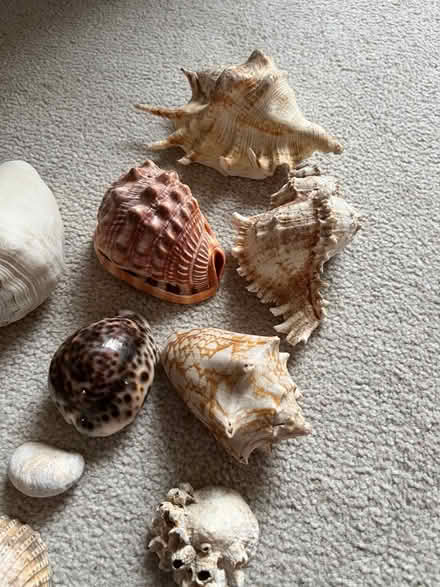 Photo of free Shell collection (Crooklands LA7) #1