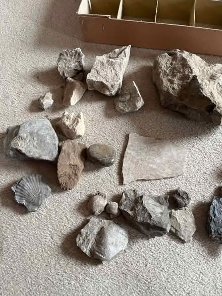 Photo of free Rock and fossil collection (Crooklands LA7) #2