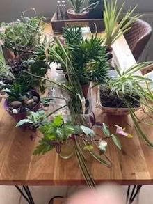 Photo of free House plants (Sweeny Mountain SY10) #2