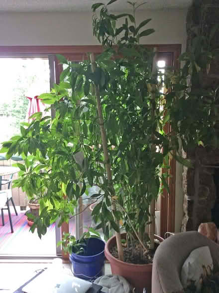 Photo of free Plants (Iris and 30th Boulder) #4