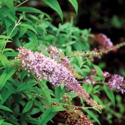 Photo of free Dwarf Pink Buddliea seedling (Morden SM4) #1