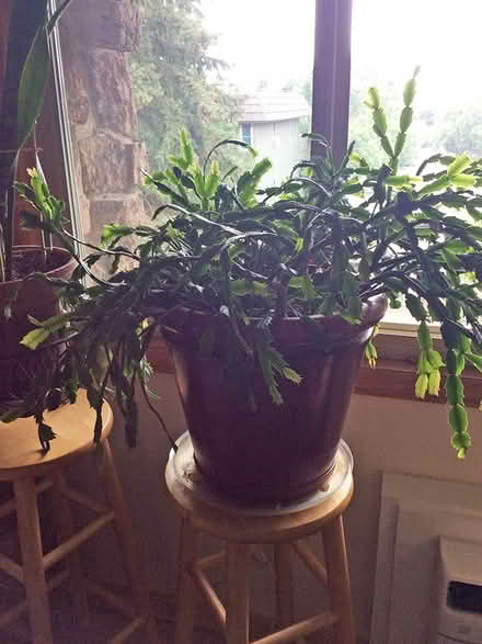 Photo of free Plants (Iris and 30th Boulder) #1