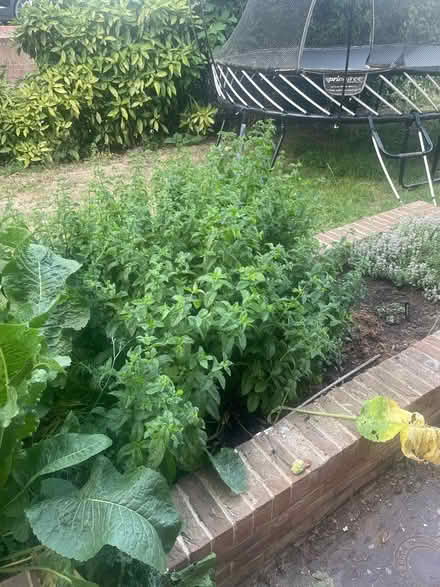 Photo of free Mint plant (BR3) #1