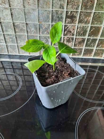 Photo of free White Lacecap Hydrangea (Morden SM4) #2
