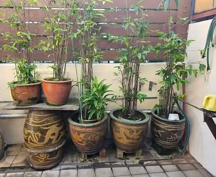 Photo of free Potted plants (Siglap) #1