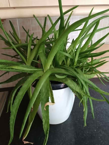 Photo of free Large Aloe Vera (Pengorffwysfa LL68) #1