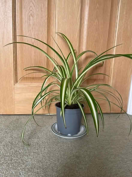 Photo of free Spider plants (University of Bath) #1