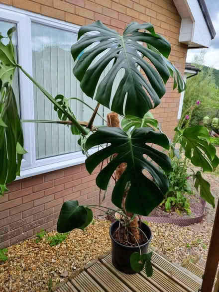 Photo of free MONSTER sized Monstera plant (Knighton LD7) #1
