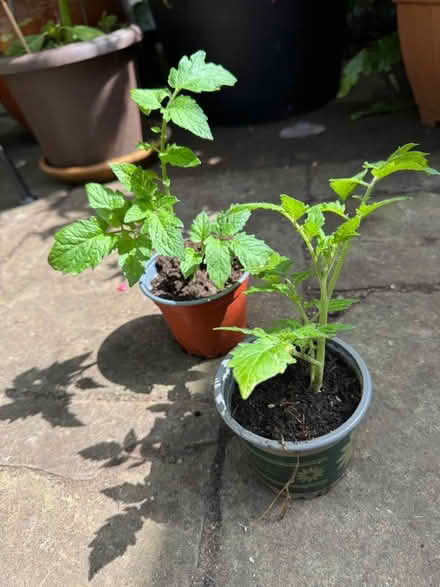 Photo of free Tomato plants (Eastbourne BN21) #1