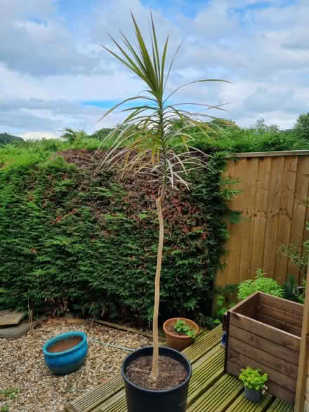 Photo of free Dracaena marginata (Knighton LD7) #1