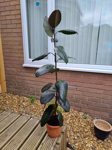 Photo of free Rubber Plant (Ficus elastica) (Knighton LD7) #1