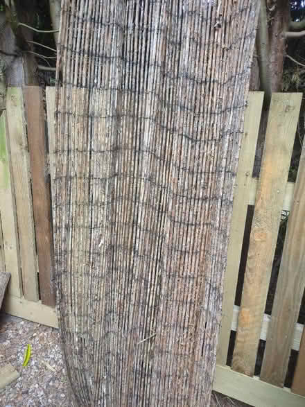 Photo of free Bamboo screening (Overslade CV22) #1