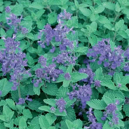 Photo of free Nepeta Catmint cutting (Morden SM4) #1
