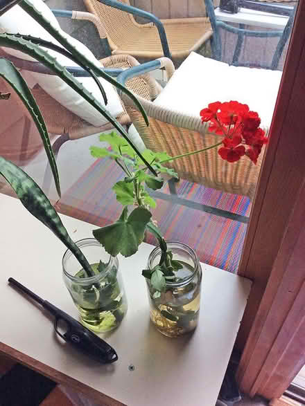 Photo of free Plants (Iris and 30th Boulder) #2