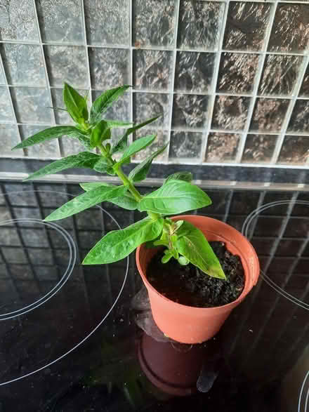 Photo of free Lythrum cutting Rose Pink colour (Morden SM4) #4