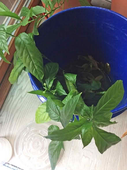 Photo of free Plants (Iris and 30th Boulder) #3