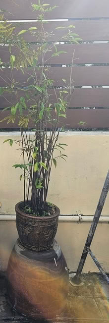 Photo of free Potted plants (Siglap) #4