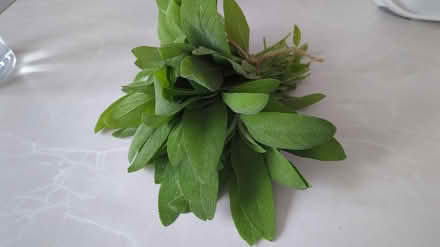 Photo of free Fresh sage (Stalybridge, SK15) #1