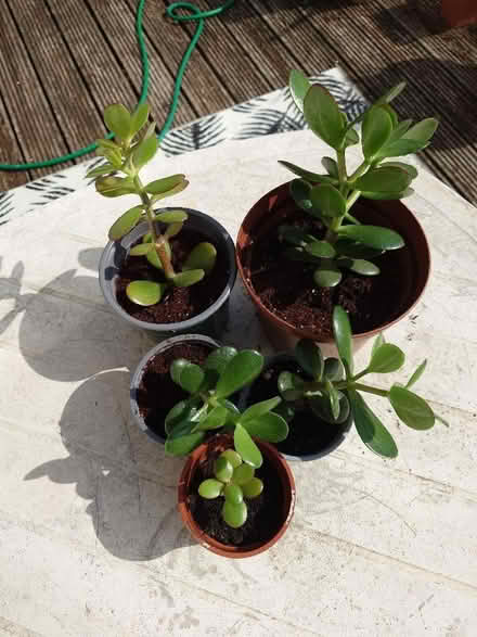 Photo of free Jade plant, also known as money plant (Seaford BN25) #2