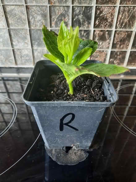 Photo of free Red mophead Hydrangea Seedling (Morden SM4) #4