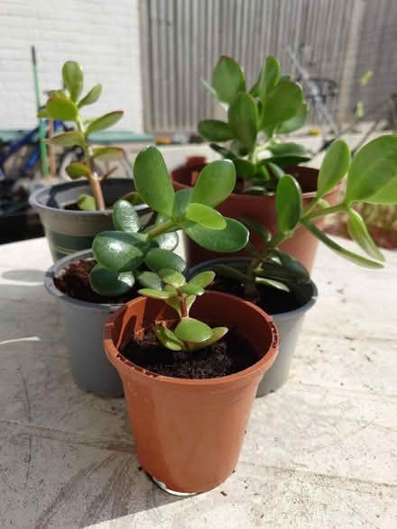 Photo of free Jade plant, also known as money plant (Seaford BN25) #1