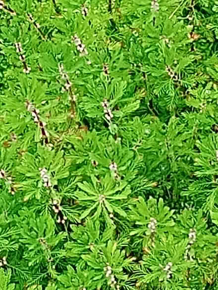 Photo of free Pond plant. Red stem feather (Dyke Road area BN1) #1