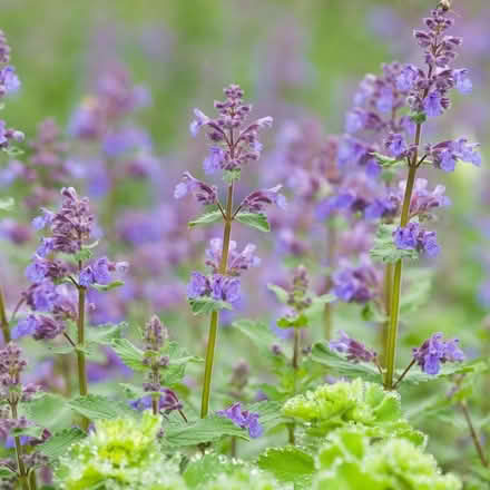 Photo of free Nepeta Catmint cutting (Morden SM4) #2