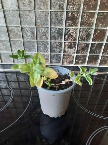 Photo of free Nepeta Catmint cutting (Morden SM4) #3