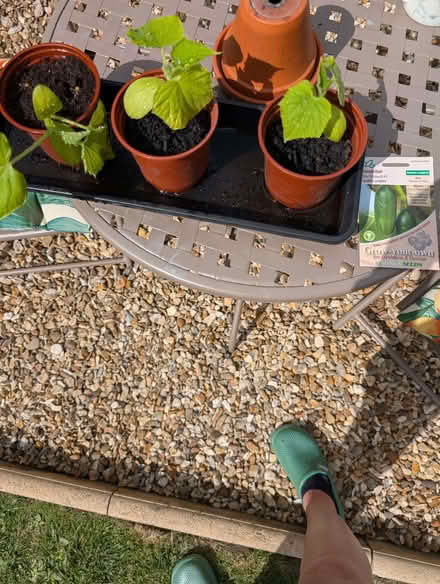 Photo of free Cucumber plants (St Ann's NG3) #1