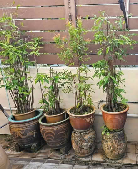 Photo of free Potted plants (Siglap) #2