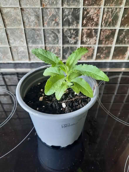 Photo of free Dwarf Pink Buddliea seedling (Morden SM4) #3