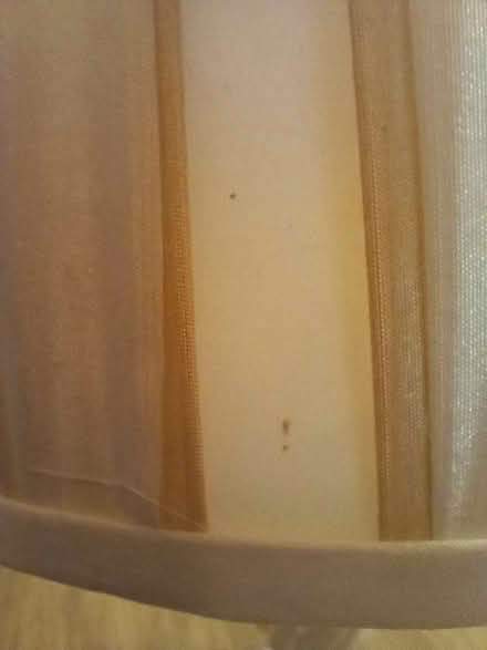 Photo of free Large table lamp (Copthorne SY3) #2