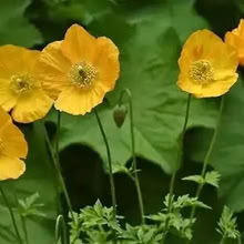 Photo of free Verbena Bonariensis and Welsh Poppy seedlings (Milton PO3) #1